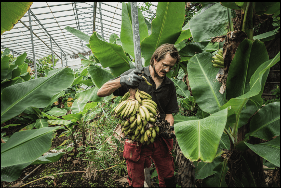 HDR photograph of a man working at a banana plantation