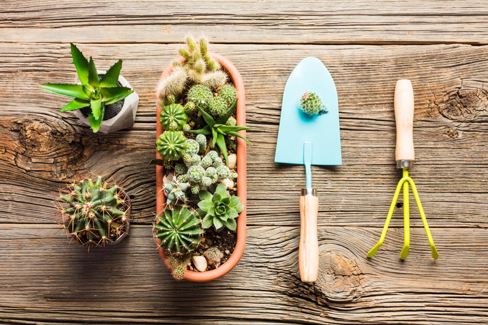 Succulents and gardening tools—birthday gift for a girlfriend with a green thumb